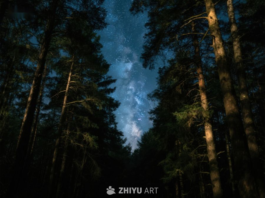 夜空下的森林 316