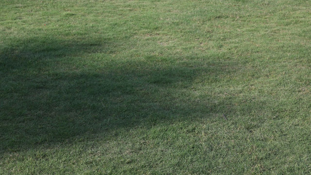 4K草坪树影