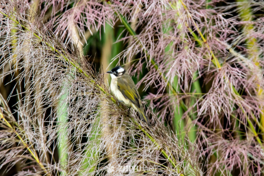 芦苇丛中的小鸟