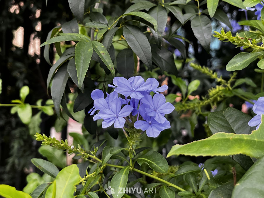 蓝花绿叶的宁静时光
