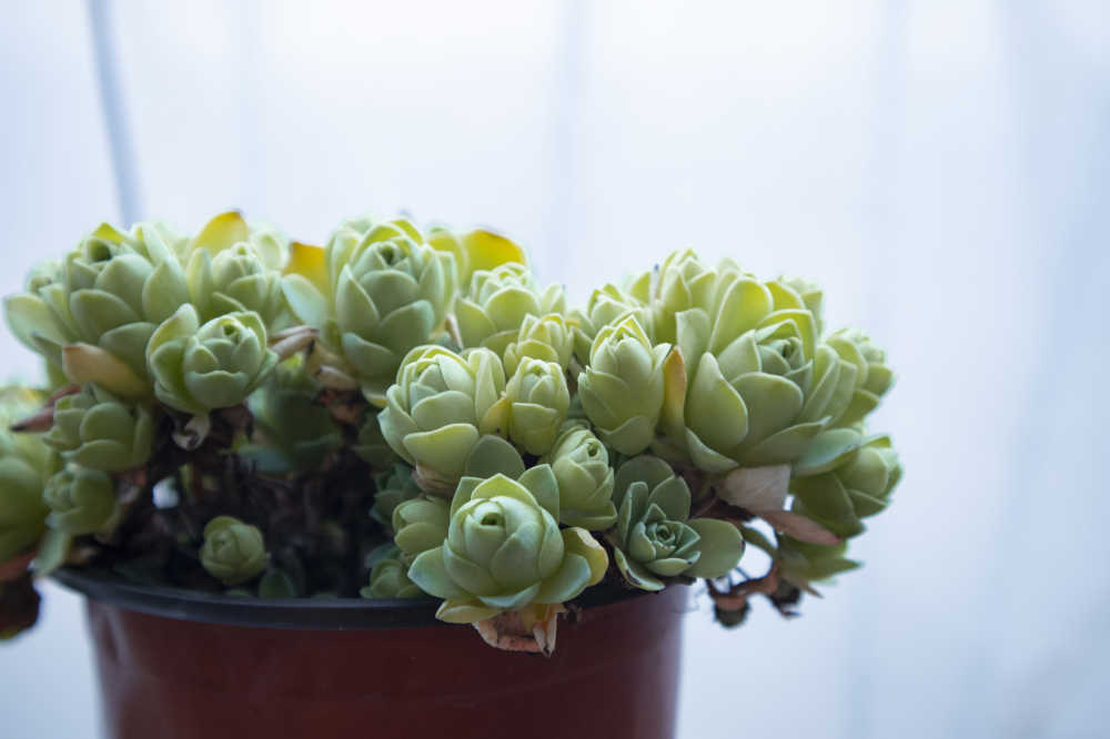 多肉植物