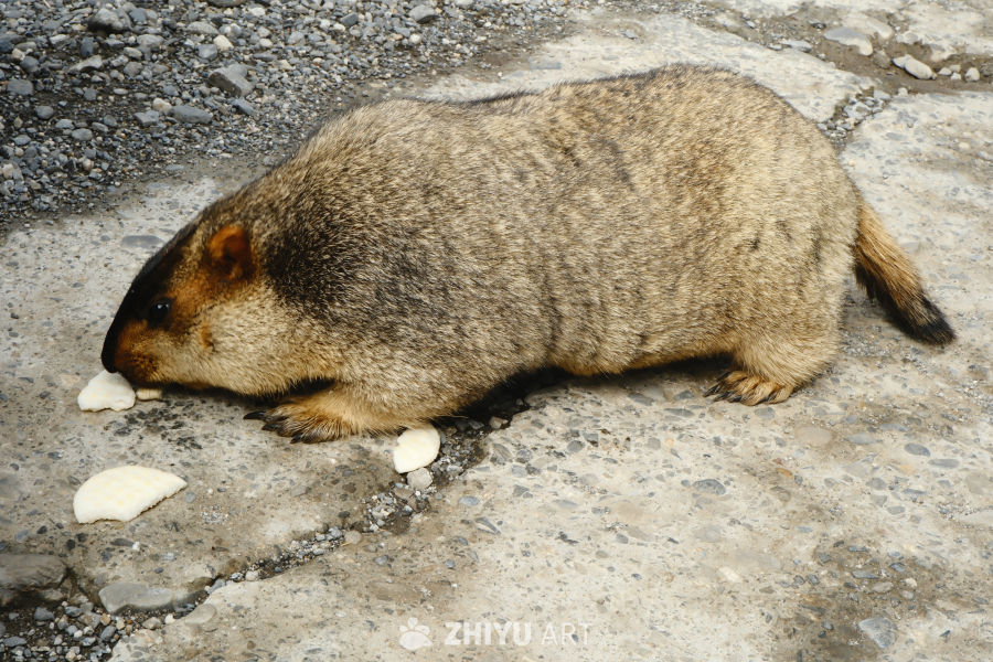川西土拨鼠 29