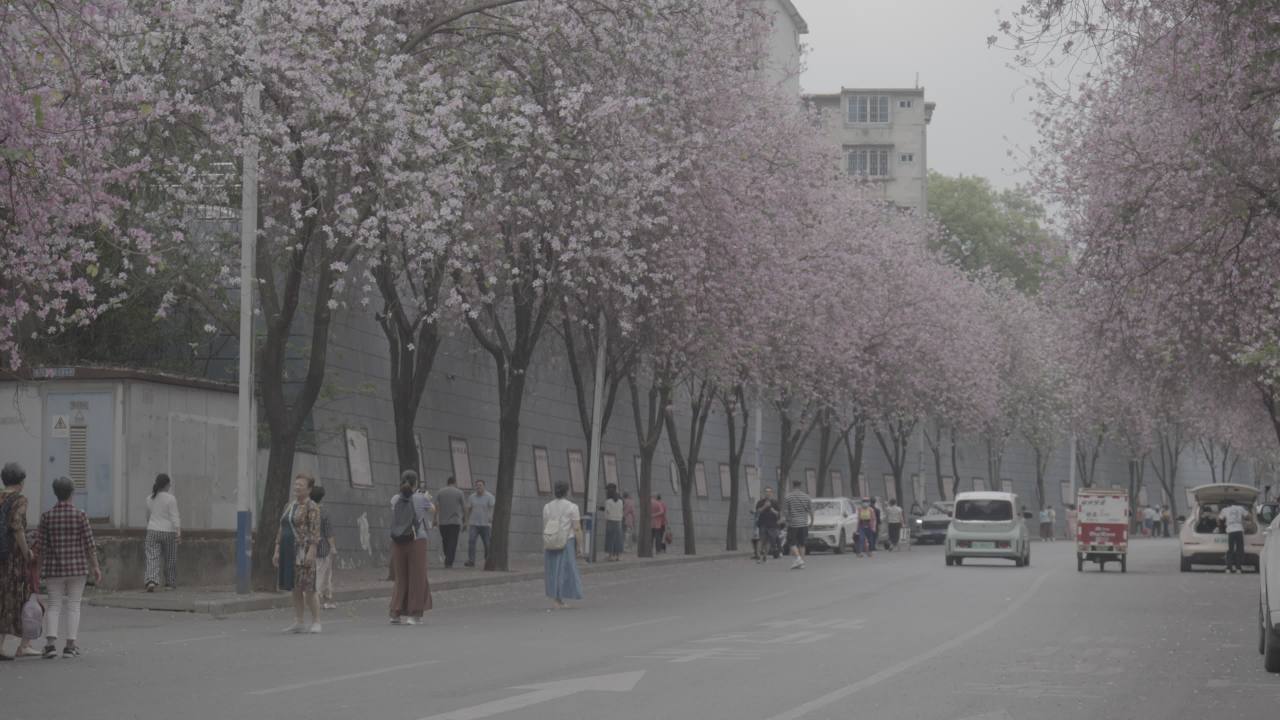 紫荆花 5