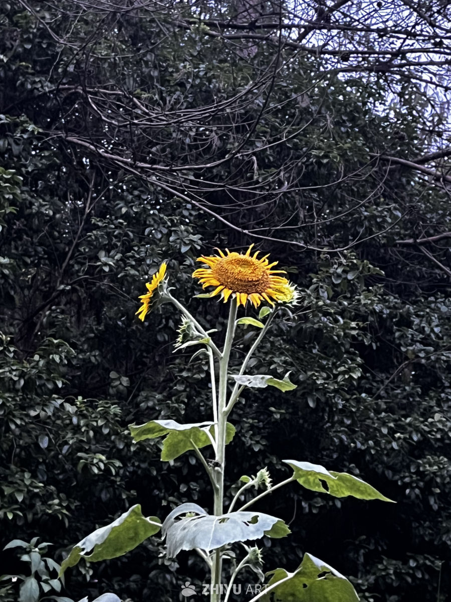 向日葵与森林的对话