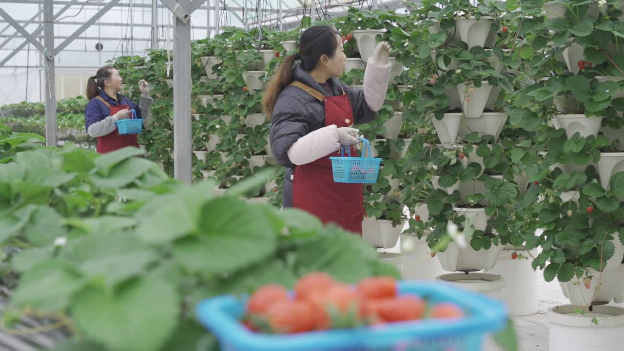 温室草莓 12