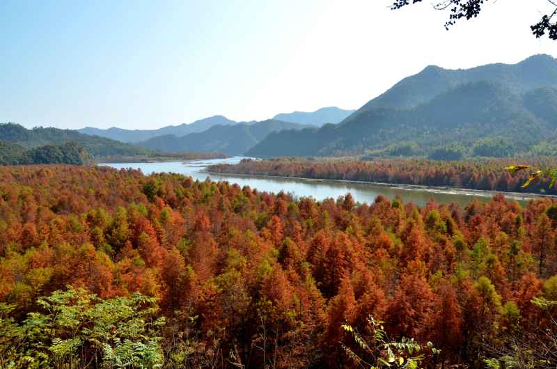 皖南川藏线 秋叶树林 15