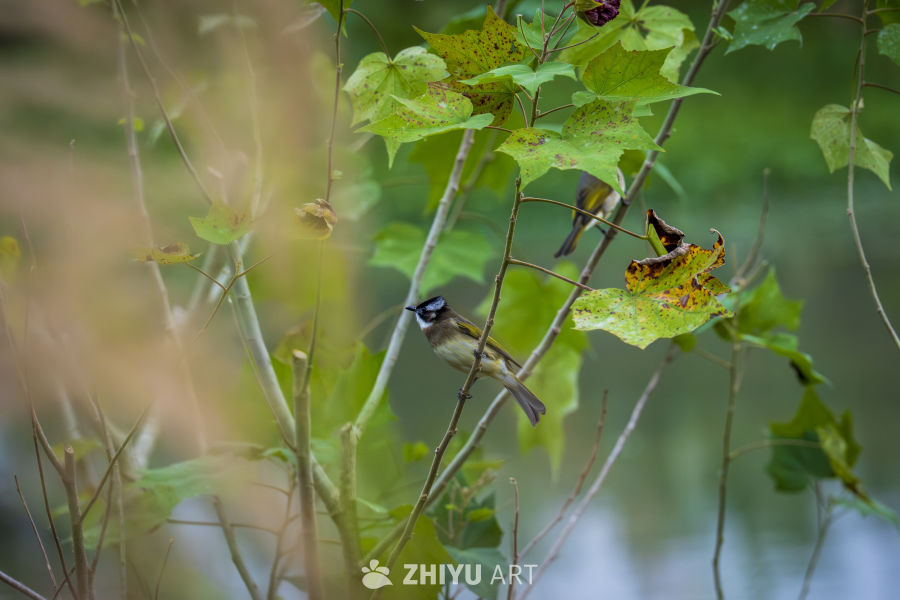 春日枝头小鸟栖息