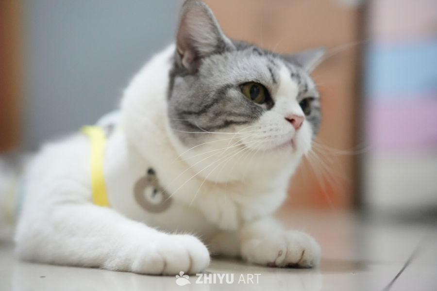 猫咪 57