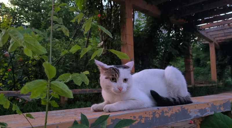 猫