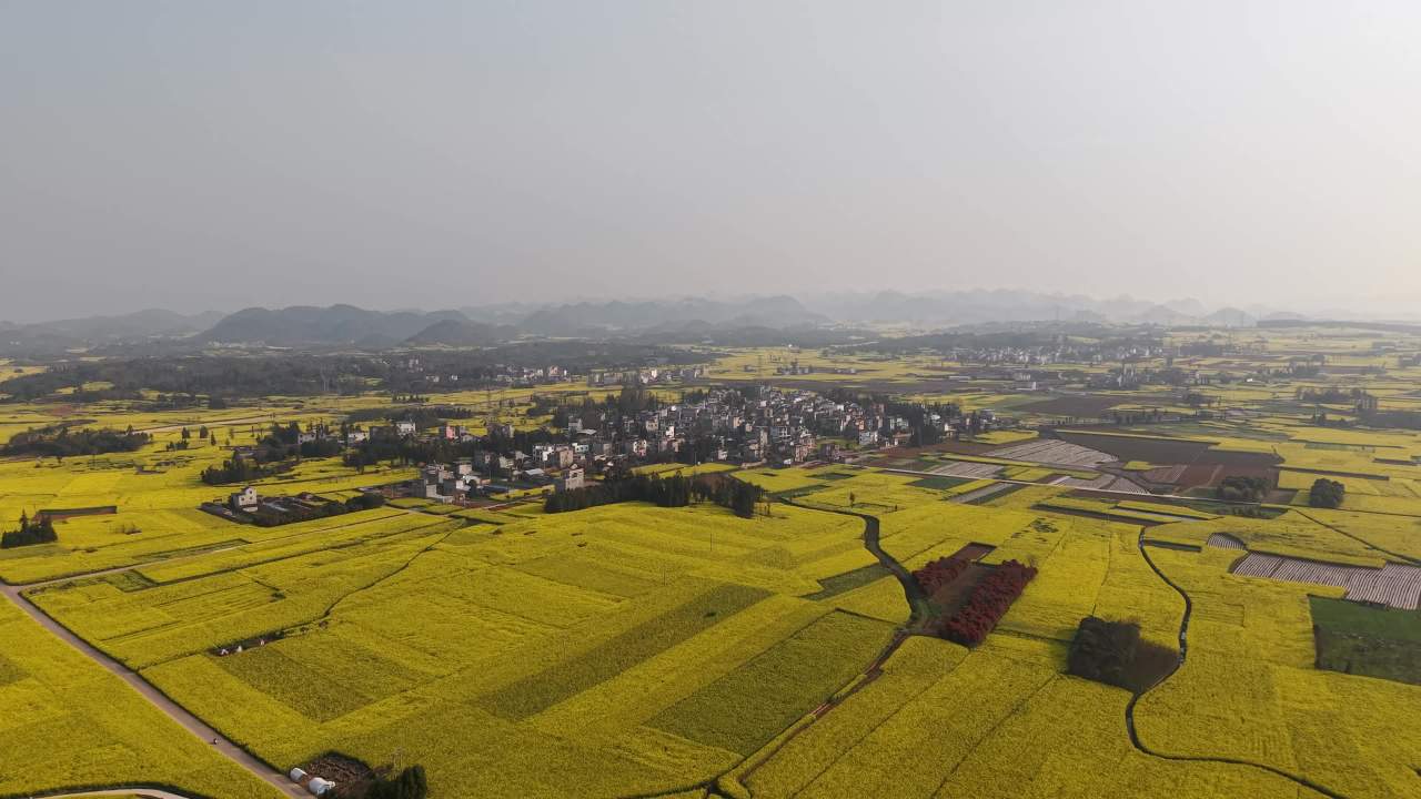 乡村油菜花海