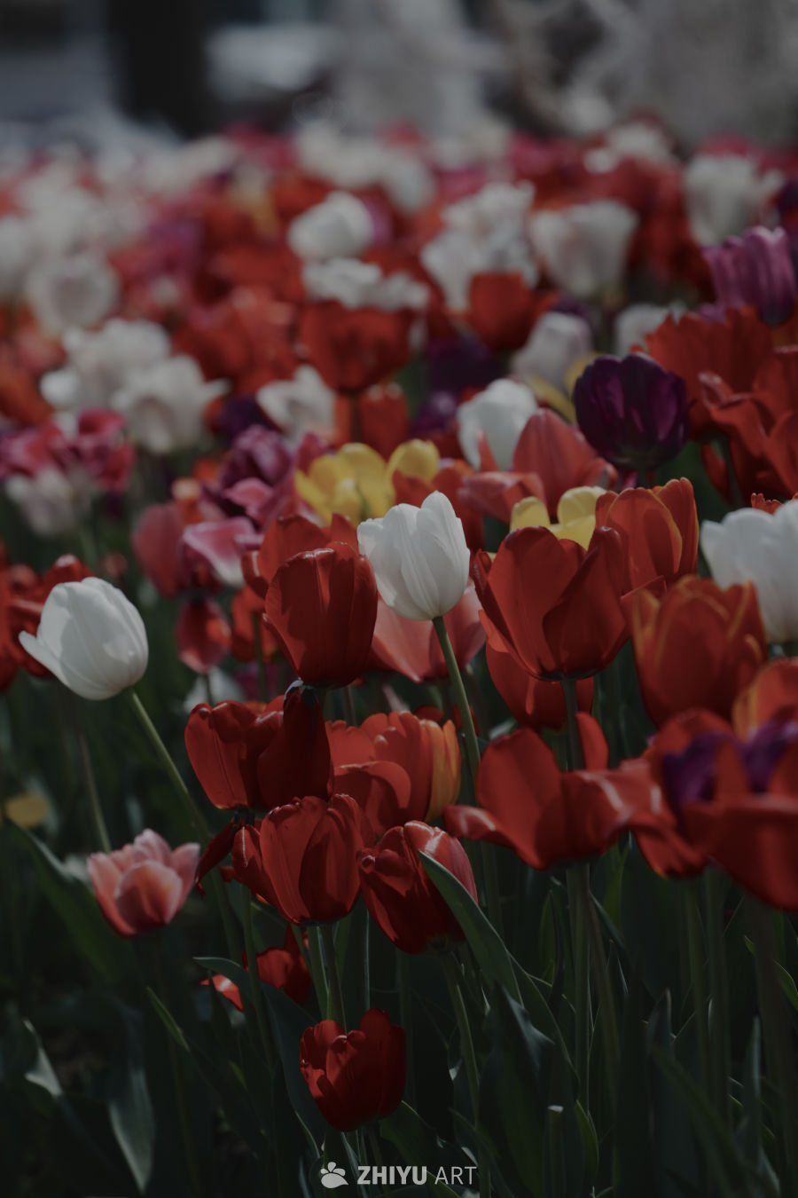多彩郁金香花海