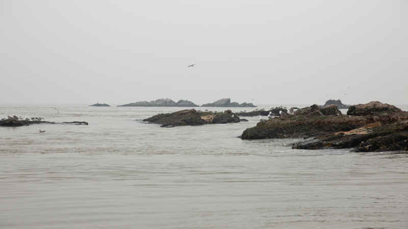 威海海驴岛海鸥 30