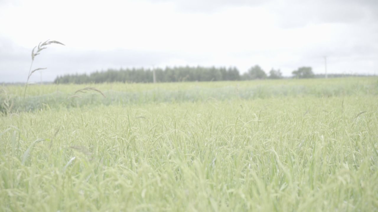 五常稻花香大米 15