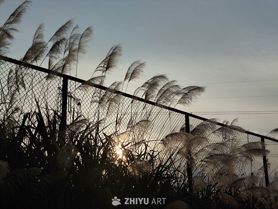 芦苇夕阳下的宁静