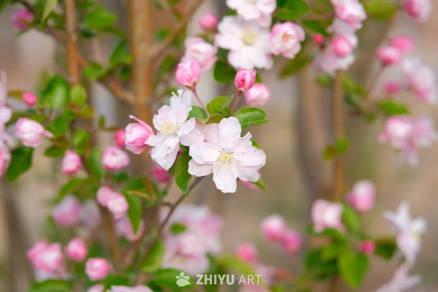 春天海棠花 37