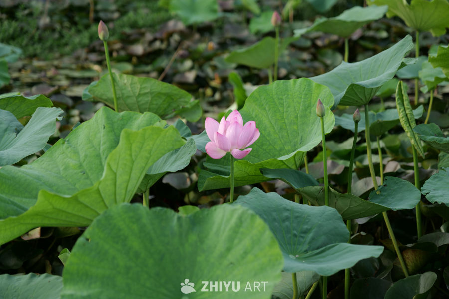 荷花 5