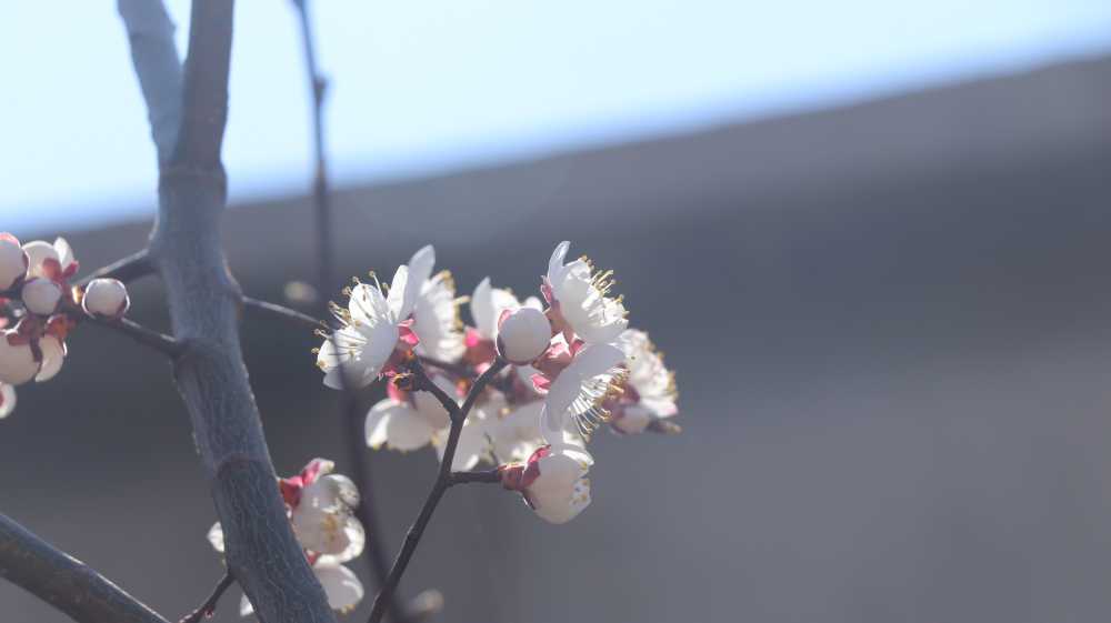 开花