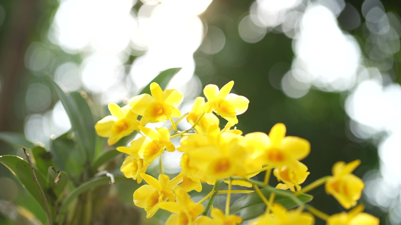 花 19