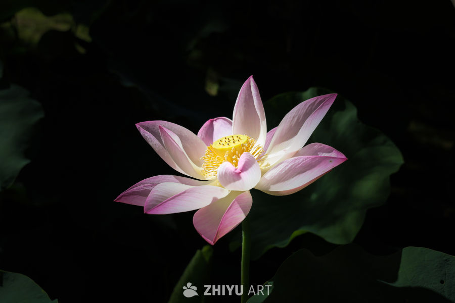 荷花 1