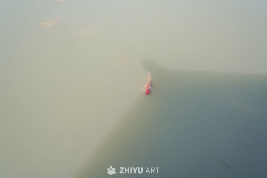 公园人工湖里的锦鲤 1