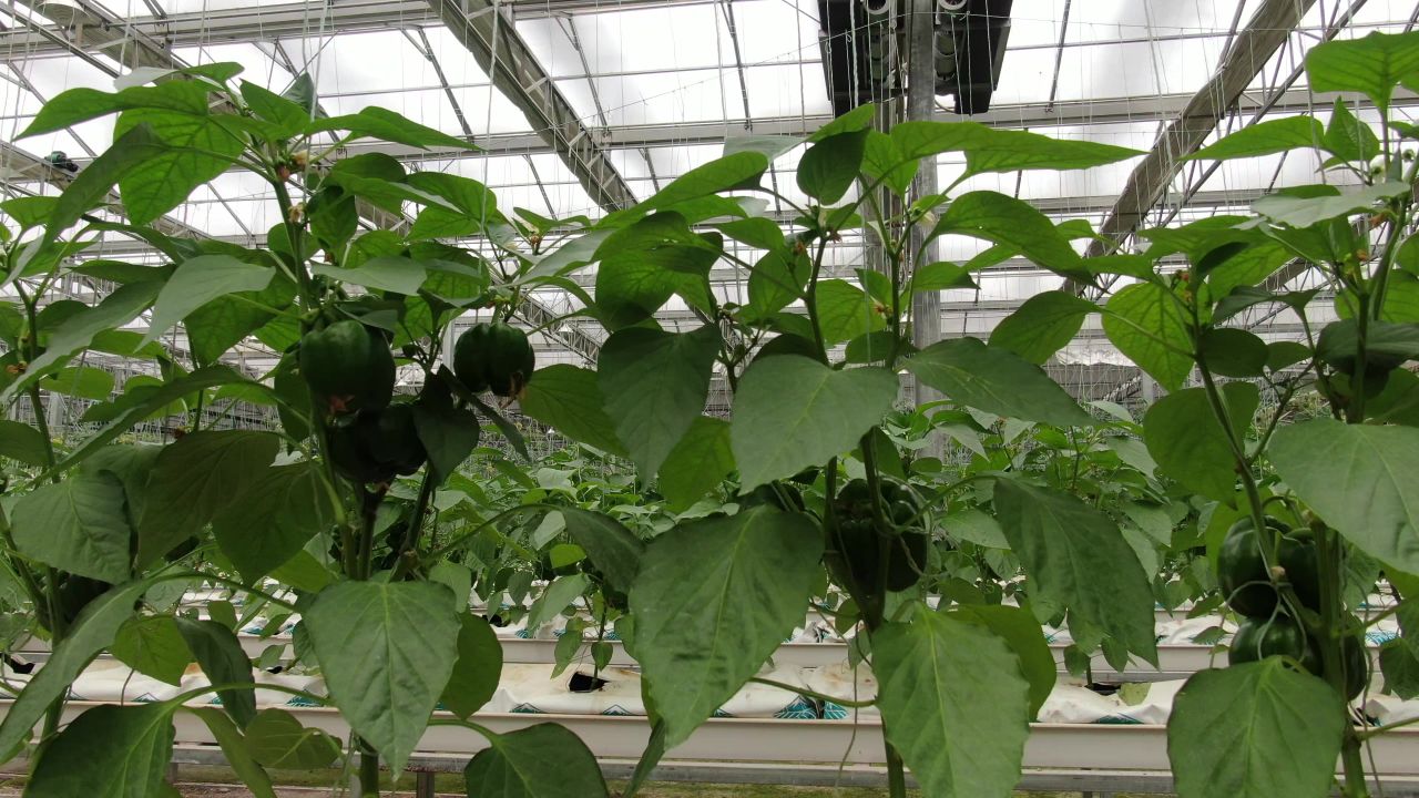 农业种植大棚有机蔬菜