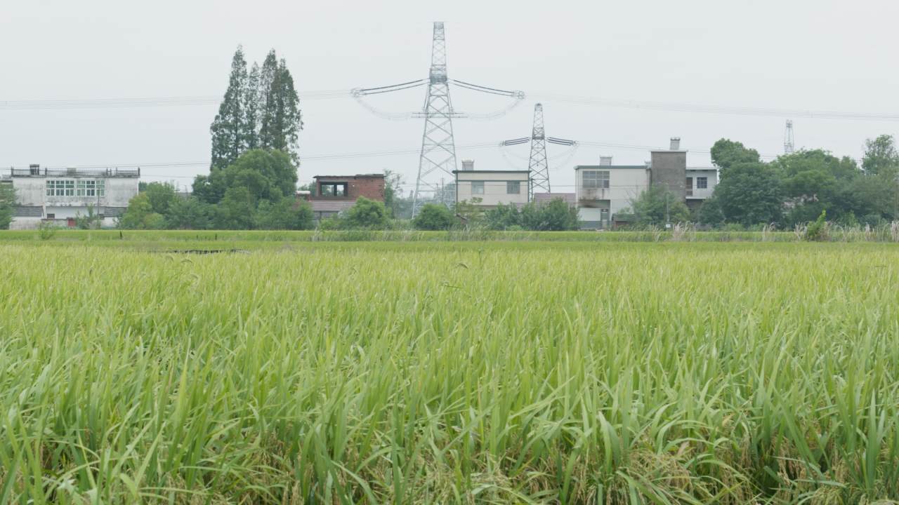 水稻五常大米田野粮食庄稼丰收 19