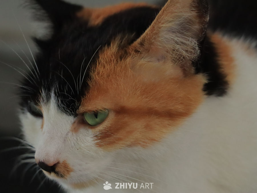 三色猫的凝视
