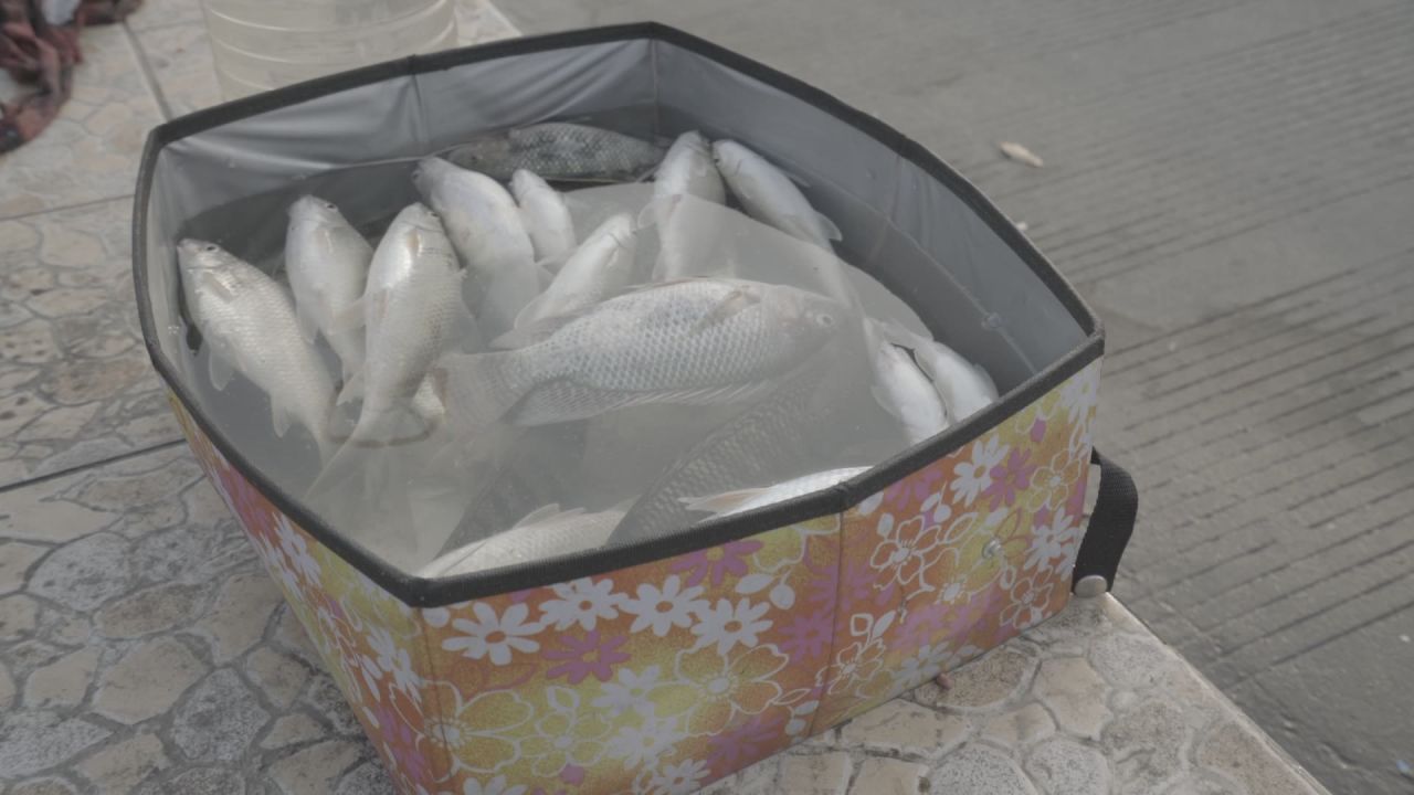一箱子死掉的鱼