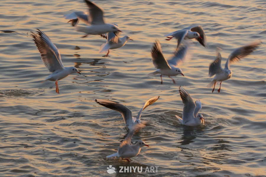 苏州太湖红嘴鸥 2