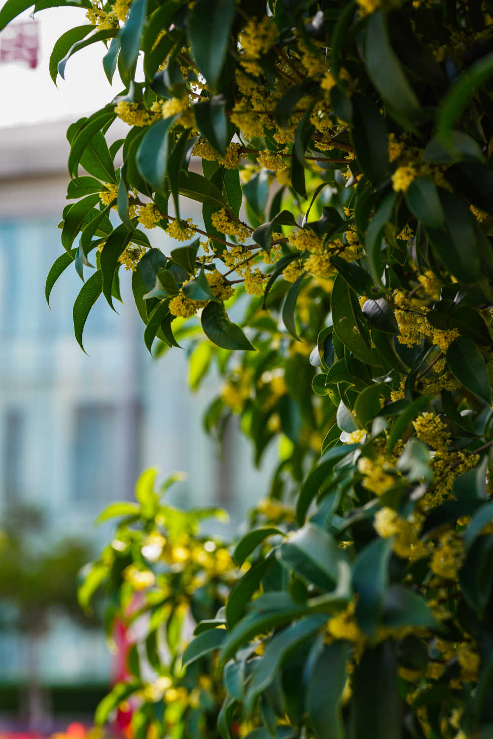 桂花