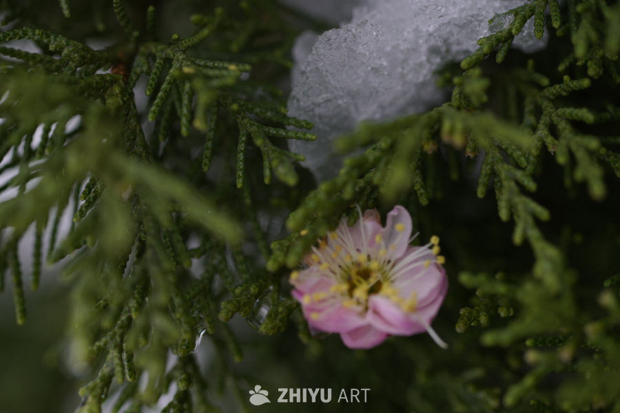 雪中绽放的松花