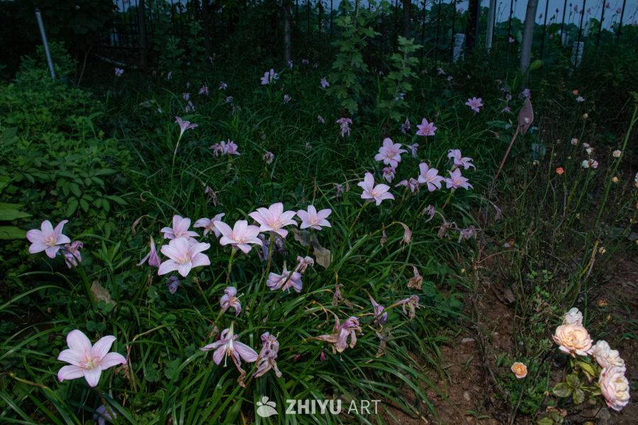中药材与药材花 20