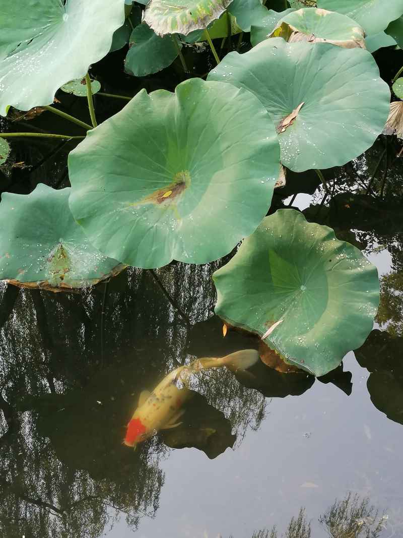 放生的锦鲤