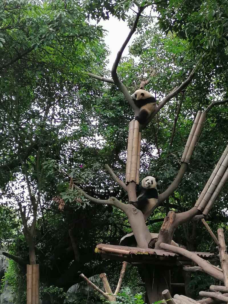 大熊猫