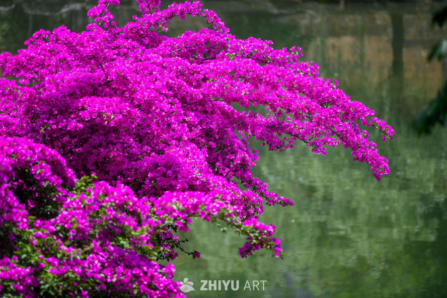 三角梅花开 2