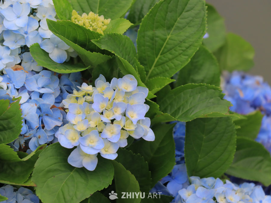蓝白交织的绣球花