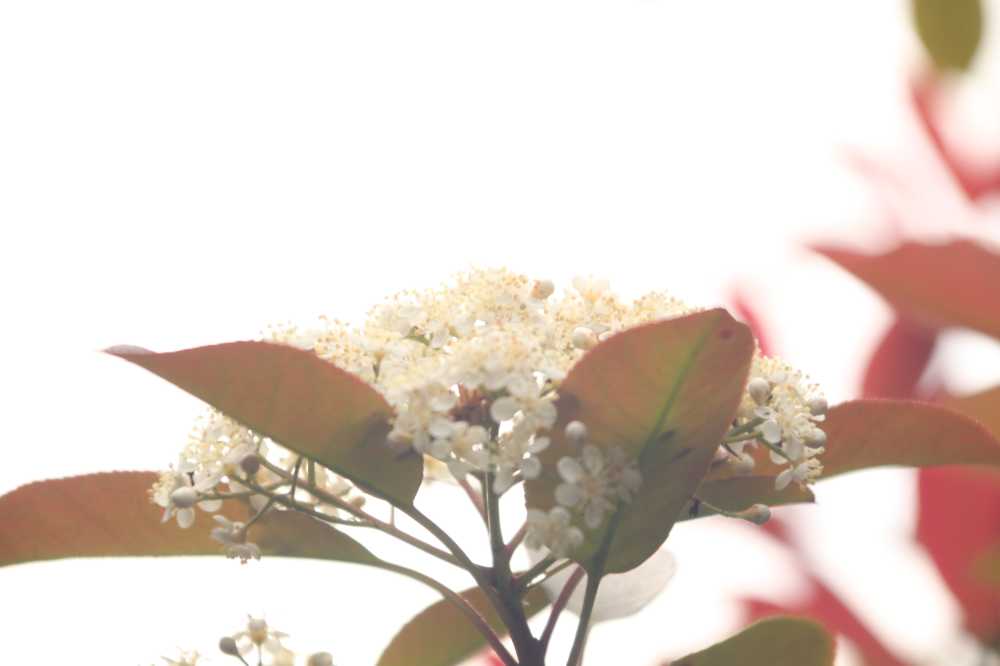 花族
