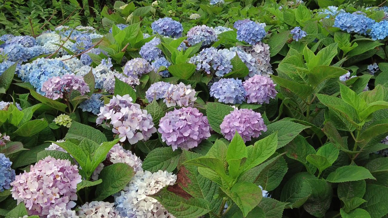 绿色植物数值数额绣球花实拍