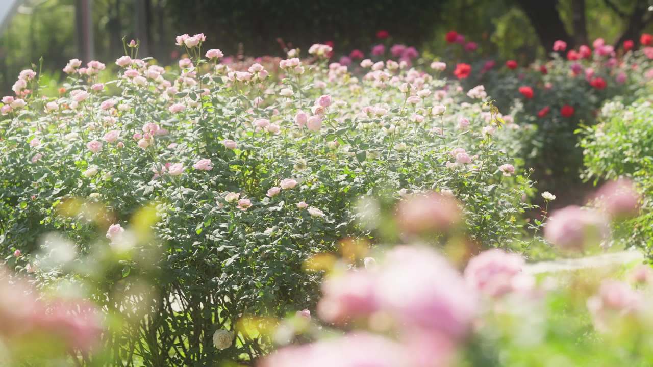 唯美梦幻的玫瑰花丛