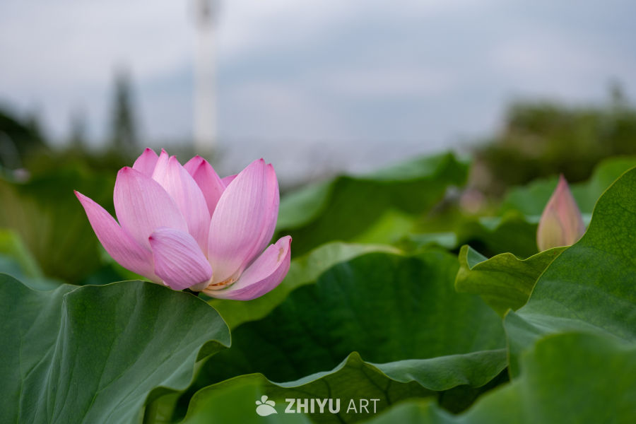 荷花 20