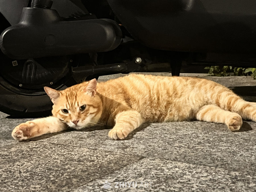 夜间的悠闲猫