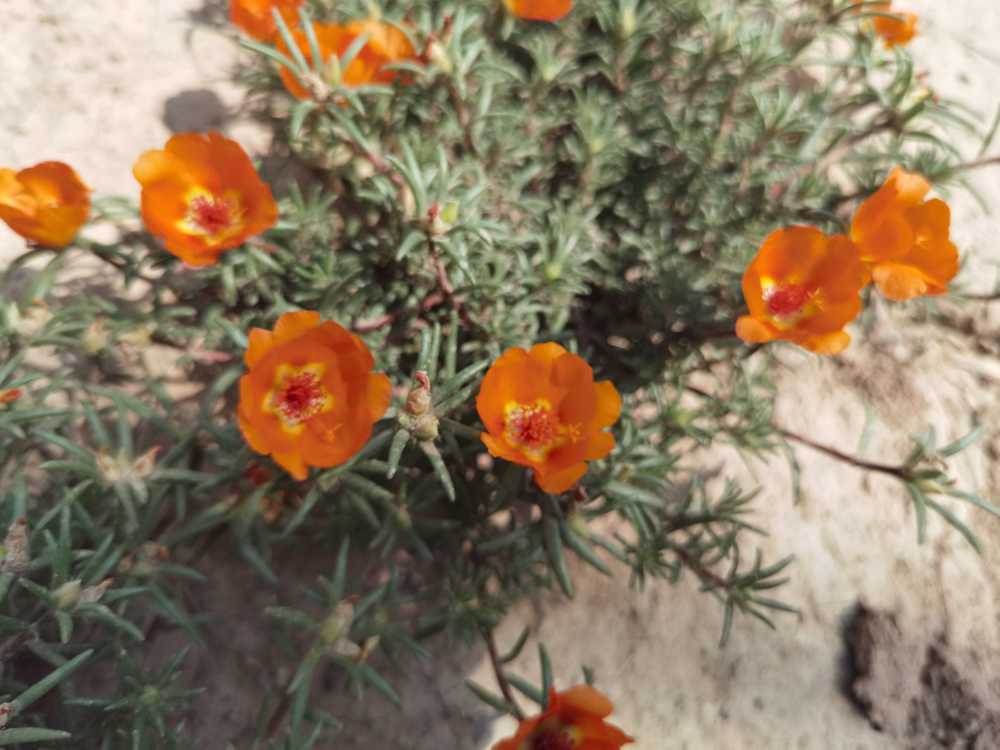 太阳花