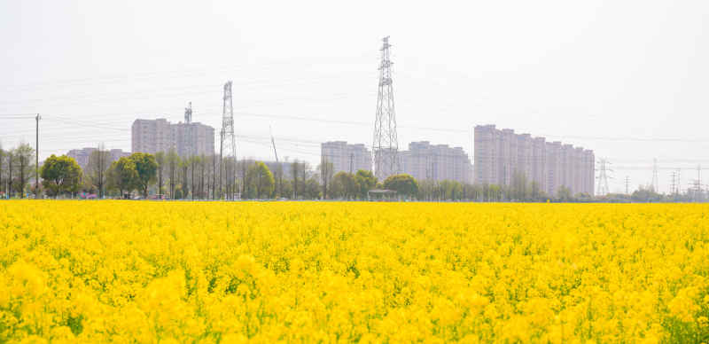 油菜花 13
