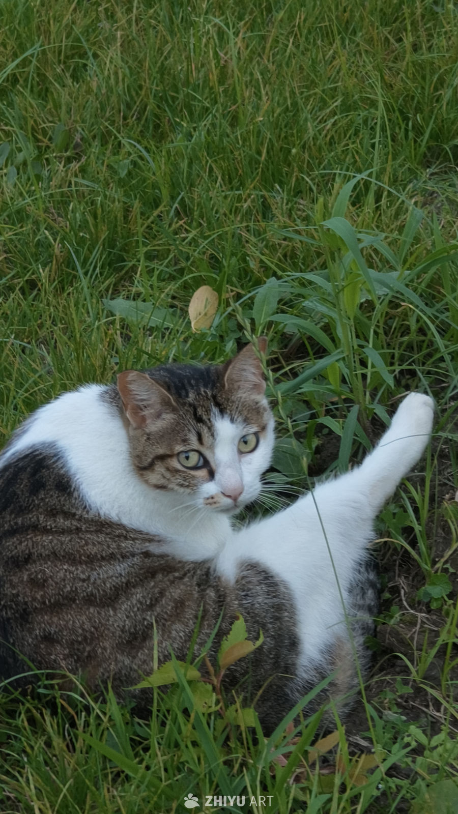 可爱的猫咪