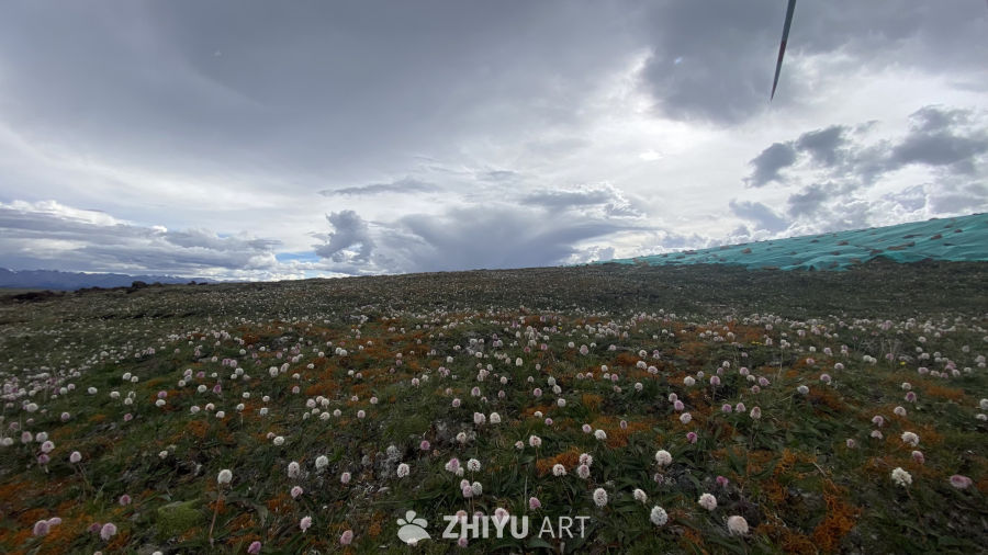 花海与云天的静谧之美