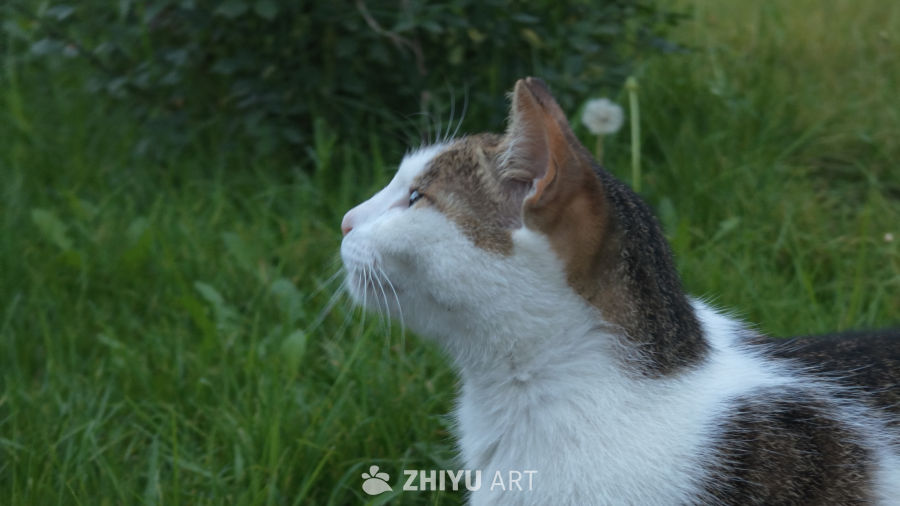 草丛里的猫咪