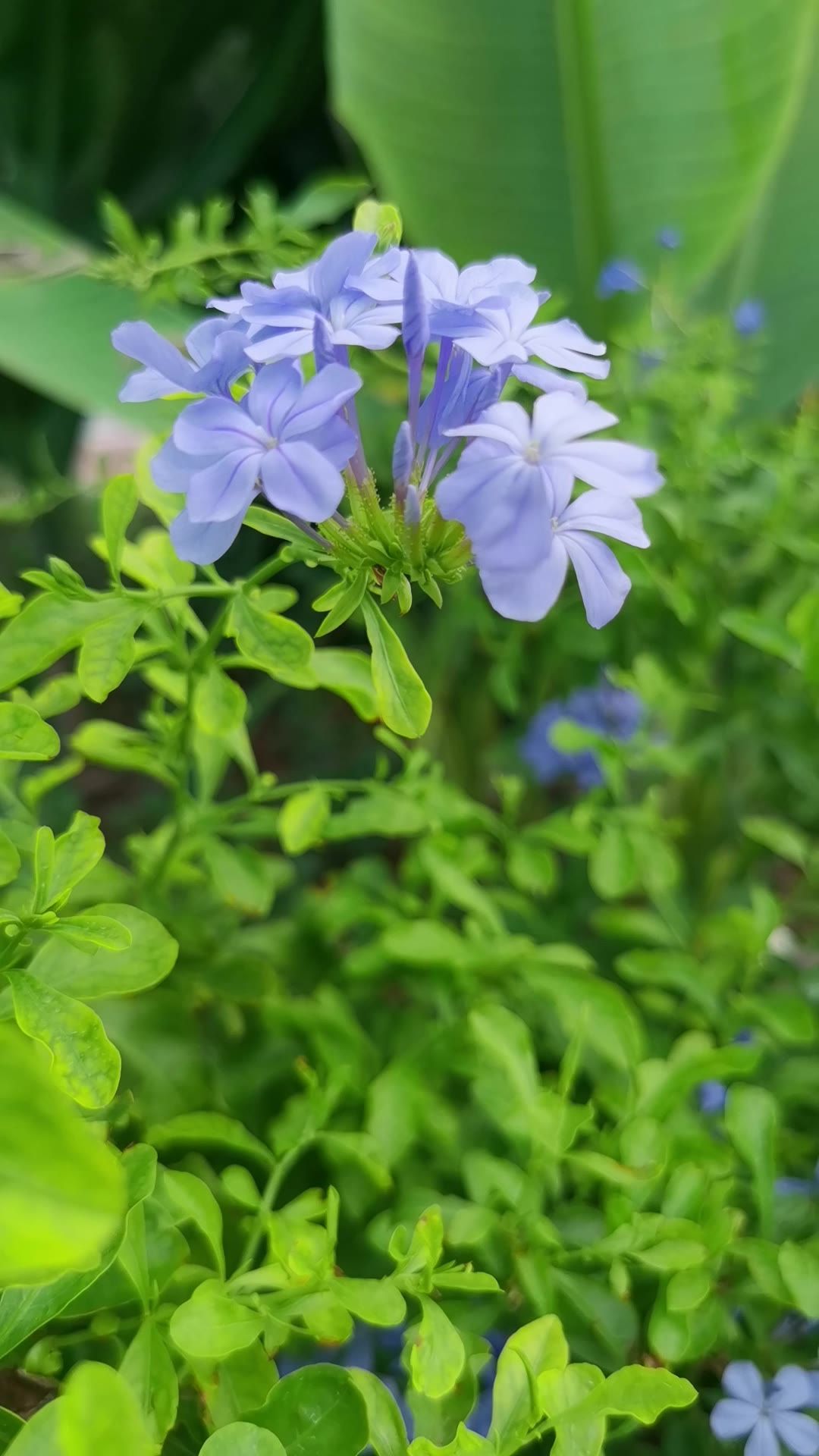 阳光下的花