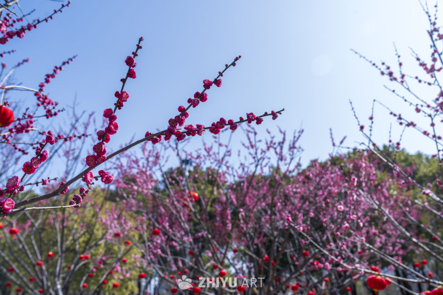  梅花 3