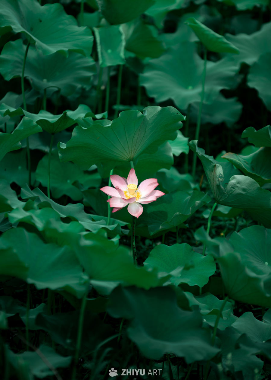 荷花 4