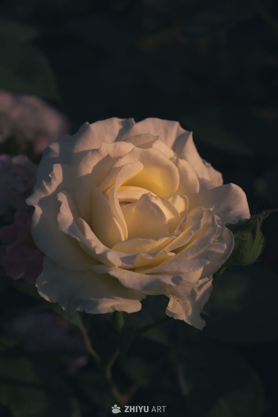 光影中的白玫瑰